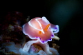   Nudibranchia eggs  